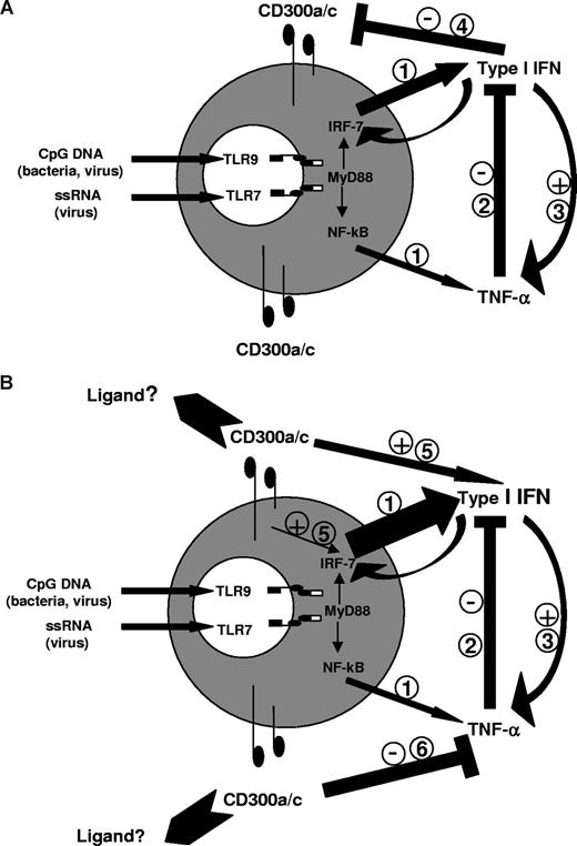 Figure 7. CMRF-35 mAb cross-regulates IFN-α and TNF-α production by pDCs. (A) pDC stimulation with TLR7 ligand ssRNA or TLR9 ligand CpG DNA induces type I interferon and TNF-α secretion (1). Overproduction of TNF-α inhibits secretion of type I interferon (2), whereas a certain level of type I interferon sustains pDC TNF-α production level (3), thus maintaining the balance of type I interferon and TNF-α secretion on pDCs. High levels of type I interferon down-regulate CD300a/c on pDCs (4), indicating regulation of the immunoregulatory molecules in a feedback loop. (B) Cross-linking pDCs with CMRF-35 mAb, which recognizes both CD300a and CD300c, increases IRF7 expression and the secretion of type I interferon (5) and down-regulates TNF-α production (6), indicating the potential of these molecules to be powerful modulators of immune reactions.