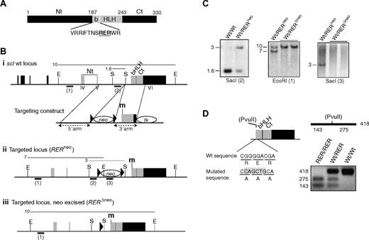 Figure 1. Generation of sclRER/RER knockin mice. (A) Schematic representation of the SCL protein. In black are shown the N-terminal (Nt) and C-terminal (Ct) domains; in gray, the basic (b) helix-loop-helix (HLH) domain. Numbers correspond to amino acid positions. The amino acid sequence shows the 3 residues that are mutated in SCL basic domain (RER, bold and underlined). (B) Strategy for targeted insertion of the mutations into the scl locus. The scl wild-type genomic locus and targeting construct (i), the targeted locus resulting from homologous recombination before (ii, RERneo) and after (iii, RERΔneo) excision of the floxed neo cassette are shown. Solid boxes represent the exons (black indicates noncoding; gray, coding). The domains of SCL (Nt, bHLH, Ct) encoded by exons IV to VI are indicated. Neo, TK indicate neomycin and thymidine kinase selection cassettes, respectively; black triangles, LoxP sites; m: mutation introduced into the sequence coding for SCL basic domain. E, EcoRI; S, SacI. The thin lines above the loci represent the length (in kb) of the restriction fragments detected by Southern blotting. The bold bars under the loci show the position and name (in brackets) of the probes used in the Southern blot analyses. (C) Autoradiograms showing the genomic analysis of wild-type (Wt/Wt) and targeted heterozygous (Wt/RERneo and Wt/RERΔneo) ES clones. The restriction enzymes and probes used are indicated under each blot. (D) Allele-specific PCR analysis. (Left) Schematic representation of the exon coding for SCL bHLH and Ct domains. Homologous recombination introduced a PvuII site in the mutated scl allele. Nucleotide and amino acid sequences are indicated for wild-type and mutated alleles. The PvuII site created by the mutation in the targeted allele is highlighted. (Right) The 418-bp amplified fragment encompassing the mutation gives rise to 2 bands when digested by PvuII. An ethidium bromide–stained agarose gel shows a representative PCR analysis of DNA extracted from wild-type, heterozygous sclWt/RER, and homozygous sclRER/RER cells.
