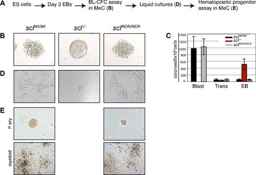 Figure 2. Hemangioblasts derived from sclRER/RER ES cells produce hematopoietic cells. (A) Steps involved in the BL-CFC colony assay. MeC indicates methylcellulose. (B) Representative blast colonies from wild-type (sclWt/Wt) and mutant (sclRER/RER) EB cells (left and right) and secondary EB from scl−/− cells (middle; original magnification, ×200). (C) Frequency of blast colonies (Blast), transitional colonies (Trans), and secondary EBs (EBs) in sclWt/Wt, scl−/−, and sclRER/RER cultures. Error bars indicate plus or minus 1 SD from 5 independent experiments. (D) When replated on Matrigel-coated wells, blast colonies gave rise to hematopoietic (cells in suspension) and endothelial (adherent cells) compartments (left and right). In contrast, the scl−/− EBs only gave rise to adherent cells and a core of cells (middle; original magnification, ×100). (E) The hematopoietic cells shown in panel D (left and right) were replated in methylcellulose. Primitive erythroid (Pery; original magnification, ×200) and myeloid (original magnification, ×40) colonies were observed.