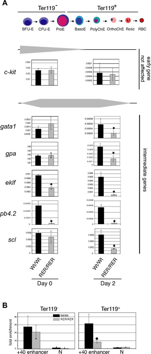 Figure 5. Levels of expression of erythroid-specific genes in SCL mutant erythroid cells. (A top) Schematic representation of the progressive maturation of erythroid cells. The BFU-E, CFU-E, and proE stages are Ter119−, whereas basoE, polyChE, orthoChE erythroid cells, retic, and RBC are Ter119+. (Bottom) Total RNA was prepared from Ter119− erythroid progenitors (day 0 population) or Ter119+ erythroid cells (day 2 population) derived from day E12.5 embryos. The genes chosen for analysis and indicated on the left side of the figure are grouped into 2 categories (early and intermediate) according to their normal pattern of expression during erythroid differentiation from the early BFU-E stage to mature erythrocytes22,32 (and this study). Levels of gene expression during normal erythroid maturation are schematized by gray triangles. The y-axis represents the enrichment in cDNA sequences as quantitated by real-time PCR normalized to 18S ribosomal gene control sequences for each gene. Error bars indicate plus or minus 1 SD from at least 3 independent experiments (*P < .01). (B) Chromatin derived from Ter119− and Ter119+ populations purified from sclWt/Wt and sclRER/RER fetal liver cultured cells was immunoprecipitated with α-SCL antibodies and the scl + 40 enhancer region analyzed by real-time PCR. The y-axis represents enrichment over input DNA, normalized to a control sequence in the gapdh gene. N indicates the transcriptionally inactive −16 region of the scl locus.