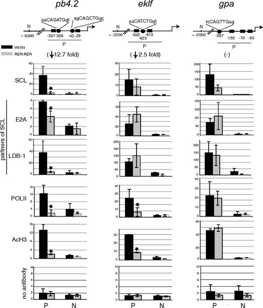 Figure 6. Transcription factor binding and chromatin structure at the pb4.2, eklf, and gpa promoters in Ter119− cells. (Top) Schematic representation of the promoter (P) and distant upstream (N) regions in pb4.2, eklf, and gpa loci that were tested for transcription factor binding and chromatin modification. Numbers indicate the position of the cis-elements relative to the transcription start site (accession numbers are pb4.2, AF019074; eklf, AF033102; gpa, M26385). ■ indicates Gata sites; ●, E-box motifs and nucleotide sequence. In brackets under each locus is indicated the fold reduction in gene expression in the mutant cells compared with wild-type cells, as shown in Figure 5. (Below) Real-time PCR analysis of chromatin derived from Ter119− population purified from sclWt/Wt and sclRER/RER fetal liver cultured cells and immunoprecipitated using the antibodies indicated on the left. A no antibody control is also shown. The y-axis represents enrichment over input DNA, normalized to a control sequence in the gapdh gene. On the x-axis are shown the sequences that were analyzed; promoter areas (P) and negative points designed 5′ of the promoter regions (N). Error bars correspond to plus or minus 1 SD from at least 3 independent experiments; *P < .01.