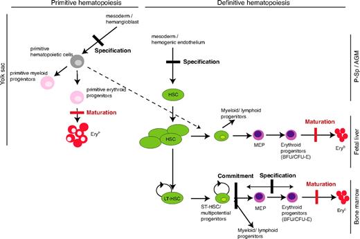 Figure 7. A model for SCL's mechanisms of action in developmental hematopoiesis. Comparative analyses of the hematopoietic defects observed in SCL−/− in vivo (conventional and conditional knockout, chimeras) and in vitro models (see “Introduction” for references) and in our DNA-binding mutant model allow to depict the steps in primitive and definitive hematopoiesis that do require SCL DNA-binding activity and, consequently, those that do not. The red thick bars represent the blocks in erythroid maturation that are documented in this report. The black thick bars represent blocks in specification or commitment that were reported in models in which SCL expression was totally abolished but not observed in this study. The dashed line shows the proposed contribution of primitive hematopoietic progenitors to definitive hematopoiesis.35