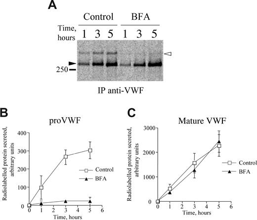 Figure 4. Brefeldin A preferentially inhibits secretion of proVWF from HUVECs. (A) PhosphorImager data of VWF immunoprecipitated from medium of long-term metabolically labeled HUVECs and chased in the presence (BFA) or absence (Control) of 5 μM Brefeldin A during a 5-hour period. Mature VWF and proVWF are indicated by the closed and open arrowheads, respectively. (B,C) Quantification of the time course of appearance of radiolabeled proVWF (B) and mature VWF (C) in the medium of cells chased in the presence (▴) or absence (□) of 5 μM BFA. Data points represent means (± SD) of 6 observations. Experiments were repeated on 2 further occasions with similar results.
