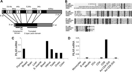 Figure 1. PILAR encodes a new lymphocyte transmembrane molecule. (A) PILAR gene spans 5 exons encoding a predicted transmembrane molecule that contains a truncated C-type lectin domain in the extracellular region. (B) PILAR alignment with EU095394 and the 2 closest human molecules: Leukocyte markers CD69 and CLEC2D. (C) TaqMan analysis of the expression of PILAR in 10 different human tissues. (D) PILAR is predominantly expressed by naive lymphocyte, but not by myeloid cells. These data are representative of DCs from 2 different donors.