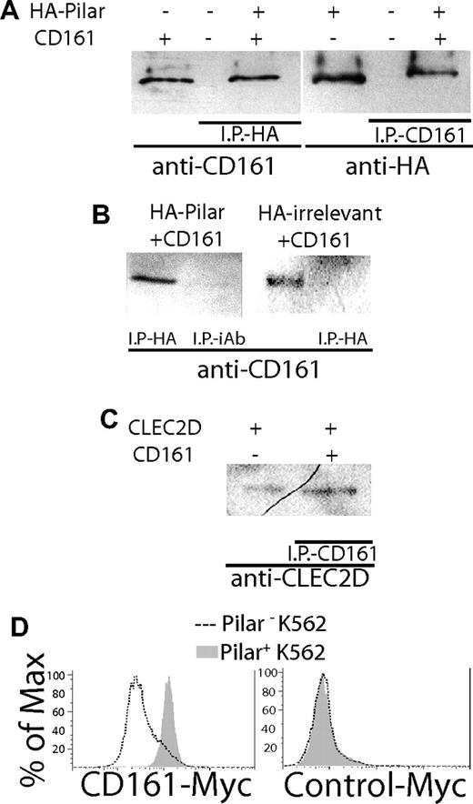 Figure 2. PILAR is a ligand for CD161. (A) 293 cells transfected with HA-PILAR and K562 cells transduced with CD161 are identified as “+,” whereas “−” denotes the parental cell line. Cell extracts were incubated for 2 hours and immunoprecipitation (IP) was performed with either anti-HA Ab (HA11; left; Covance, Berkeley, CA) or anti-CD161 Ab (right), plus protein G/protein A agarose beads. The immunoprecipitates were run in a Western blot and analyzed for their reactivity against the opposite Ab. A positive control including either CD161+ cells (left) or PILAR+ cells (right) without IP was also included. (B) Coincubated PILAR+ and CD161+ cell extracts immunoprecipitated with an irrelevant Ab (iAb; left), or coincubated lysates from K562 cells ectopically expressing CD161 plus 293 cells expressing an irrelevant HA-tagged sequence (right) did not contain CD161. A positive control including CD161+ cells was included. (C) Immunoprecipitates of coincubated lysates from CLEC2D+ and CD161+ cells performed with an anti-CD161 Ab contained the expected approximately 25-kDa CLEC2D band. A positive control, including CLEC2D+ cells (left) without IP, was included. (D) Pilar transduced/untransduced (+/−) K562 cells were incubated with a CD161-Myc (left) or a control-Myc (GenBank no. NM_007048; right) protein (0.5 μg/mL, 45 minutes). Specific binding was confirmed 3 times with an anti–Myc-FITC Ab (Sigma-Aldrich, St Louis, MO).