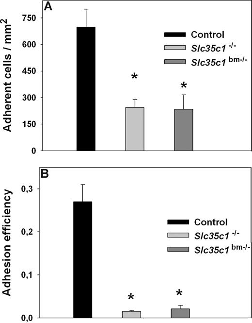 Figure 2. Leukocyte adhesion in TNF-α–treated cremaster muscle venules. Leukocyte adhesion (cells/mm2; mean ± SEM) was observed in TNF-α-treated (2–4 h) venules of the cremaster muscle from Slc35c1−/− mice, Slc35c1bm−/− mice, and littermate control mice (A). In addition, leukocyte adhesion efficiency (adherent leukocytes per mm2/systemic leukocyte count) is shown for the various groups (B). *Significant differences (P < .05) in leukocyte adhesion and adhesion efficiency between Slc35c1−/− mice, Slc35c1bm−/− mice and littermate control mice.