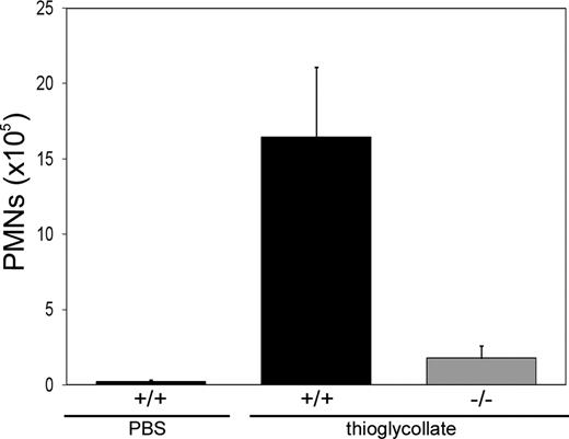 Figure 3. Leukocyte trafficking to the inflamed peritoneum. Thioglycollate in PBS or PBS alone was injected intraperitoneally into littermate control (+/+) or Slc35c1−/− (−/−) mice. Four hours later, the number of peritoneal granulocytes (PMN) was determined. The data represent mean values plus or minus SD of 3 experiments with 3 or more +/+ and −/− mice, respectively, per experiment.