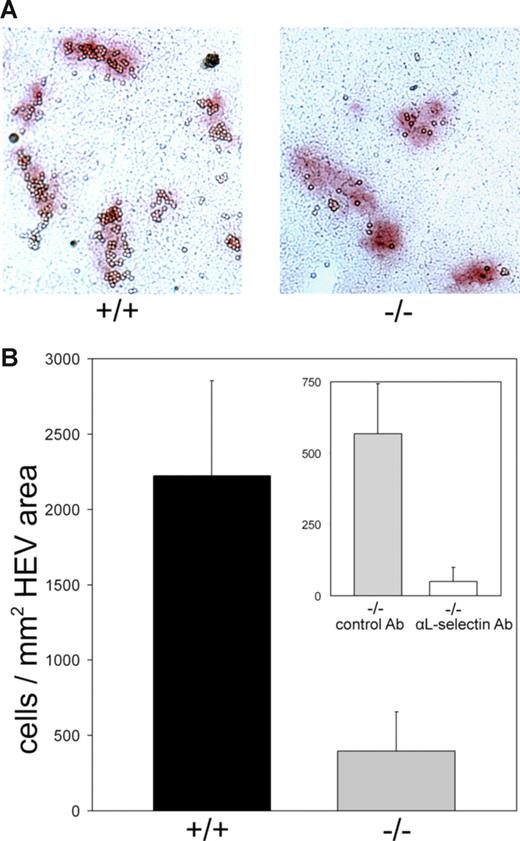 Figure 5. Lymphocyte binding to frozen LN sections. Wild-type lymphocytes were allowed to bind to frozen sections of MLNs of littermate control (+/+) and Slc35c1−/− (−/−) mice under mild rotation. Following fixation, HEVs were stained with anti–MAdCAM-1 mAb MECA 367. Isotype control mAb incubation gave no staining. (A) Micrograph of typical sections following lymphocyte binding and HEV staining. (B) Quantification of lymphocyte binding to HEVs. Binding is expressed as the number of HEV-bound cells per square millimeter of HEV area on the sections. Only cells bound to stained areas were considered. Background binding (cells per square millimeter of parenchyma) was subtracted. (Inset) L-selectin dependence of lymphocyte binding to sections of Slc35c1-deficient MLNs. Lymphocytes were preincubated with a nonblocking isotype control antibody directed against CD99 (“Methods”) or with the L-selectin–specific mAb Mel-14 before they were allowed to bind to the sections. For each type of mouse the data are from 4 animals and 7 MLNs with a total of 90 HEVs.