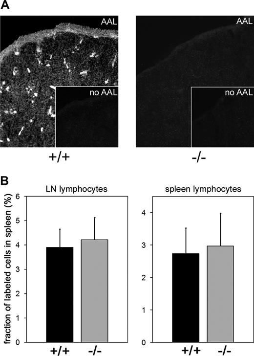 Figure 6. Lymphocyte homing to the spleen. (A) Expression of fucosylated glycans in the spleen. Frozen sections of spleens from littermate control (+/+) and Slc35c1-deficient (−/−) mice were stained with biotinylated Aleuria autantia lectin (AAL) and secondary fluorescent streptavidin reagent to detect fucosylated structures. Insets show staining with secondary reagent only. (B) Lymphocyte homing. Lymphocytes obtained from LNs or spleens of wild-type mice were fluorescently labeled and injected into the tail veins of littermate control (+/+) and Slc35c1-deficient (−/−) mice. Spleens were collected 3 hours later. Following erythrocyte lysis, splenocytes were quantified and the percentage of fluorescent cells was determined by flow cytometry. Data are from 3 experiments, with a total of 9 spleens for each type of mouse.