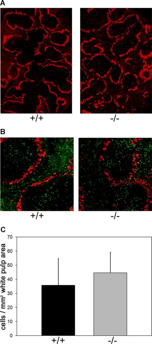 Figure 7. Lymphocyte homing to splenic white pulp. (A) White pulp/red pulp architecture in spleens of Slc35c1−/− mice. Frozen sections of spleens from littermate control (+/+) and Slc35c1-deficient (−/−) mice were stained with anti–mSIGN-R1 mAb DSR1–14.2, which specifically detects macrophages in the marginal zone surrounding the white pulp. (B) Distribution of homed lymphocytes in white and red pulp. Wild-type splenic lymphocytes were fluorescently labeled and injected into the tail veins of littermate control (+/+) and Slc35c1-deficient (−/−) mice. At 3 hours later, spleens were collected, sectioned, and stained with mAb DSR1-14.2. (C) Lymphocyte homing to the white pulp in Slc35c1−/− mice. Homing of lymphocytes to the white pulp is expressed as the number of fluorescent cells per white pulp area. Data are means (± SD) from 3 experiments with a total of 6 mice per group and a minimum of 1 × 103 counted cells per spleen.