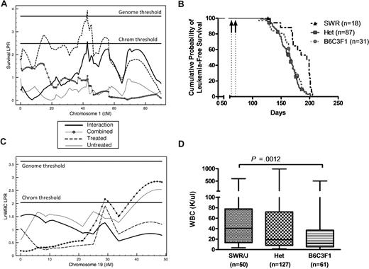 Figure 3. Quantitative trait locus (QTL) mapping for survival and WBC count in leukemic PR+ F2 mice. QTL and survival curves were generated from analysis of F2 mice. (A) Survival QTL (Mleu1.1) in the treated model on chromosome 1 at 42.8 cM that is significant at the genomewide level. (B) Survival of ENU-treated F2 mice is significantly (P < .001) affected by genotype at Mleu1.1. Arrows indicate ENU treatment at 9 and 10 weeks of age. (C) WBC count QTL (Wbc19.1) on chromosome 19 at 47.0 cM that is significant in the covariate model at the chromosome-wide level. (D) At Wbc19.1, SWR/J homozygotes have a higher mean WBC count than B6C3F1 homozygotes (79 ± 128 vs 48 ± 96, respectively, P < .01) independent of treatment status. Data are plotted as median (horizontal bar), 25th to 75th percentile (box) and range (whiskers).