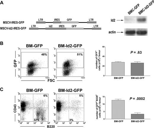 Figure 2. Overexpression of Id2 blocks B-cell development. (A) Illustration of MSCV-IRES-GFP and MSCV-Id2-IRES-GFP retroviral vectors (left panel). Id2 expression levels in BMC-GFP and BMC-Id2-GFP were determined by Western blot analysis (right panel). (B) BMC-GFP and BMC-Id2-GFP were transplanted into lethally irradiated mice with supporting BMCs. A representative from 4 independent experiments is shown here. Eight mice were analyzed in each transplantation. Hematopoietic reconstitution in recipient BM was examined 4 weeks after transplantation by analyzing the percentage (left panel) and the total cellularity (right panel) of GFP-positive cells. (C) B-cell reconstitution in recipient BM was examined 4 weeks after transplantation by FACS analysis of GFP-positive BMCs using B220 and CD43 antibodies.
