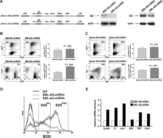 Figure 3. Knock-down of Id2 by shRNA induces B-cell development. (A) Illustration of pRetro-NS-shRNA and pRetro-Id2-shRNA retroviral vector (left panel). Id2 expression levels in BMC-NS-shRNA and BMC-Id2-shRNA were determined by Western blot analysis (middle panel). Id2 expression levels in EML-NS-shRNA and EML-Id2-shRNA were determined by Western blot analysis (right panel). (B) BMC-NS-shRNA and BMC-Id2-shRNA were transplanted into lethally irradiated mice with supporting BMCs. A representative from 3 independent experiments is shown here. Eight mice were analyzed in each transplantation. Hematopoietic reconstitution in recipient BM was examined 4 weeks after transplantation by analyzing the percentage and the total cellularity of GFP-positive cells (top panels). B-cell reconstitution was examined 4 weeks after transplantation in BM by FACS analysis using B220 and CD43 antibodies (bottom panels). (C) Hematopoietic reconstitution in recipient spleen was examined 4 weeks after transplantation by analyzing the percentage and the total cellularity of GFP-positive cells (top panels). B-cell reconstitution was examined 4 weeks after transplantation in spleen by FACS analysis using IgM and IgD antibodies (bottom panels). (D) FACS analysis of B cell–specific cell surface marker B220 in EML-NS-shRNA and EML-Id2-shRNA. A representative from 3 independent experiments is shown here. (E) Real-time PCR analysis of B cell–specific gene expression in EML-NS-shRNA and EML-Id2-shRNA. A representative from 3 independent experiments is shown here.