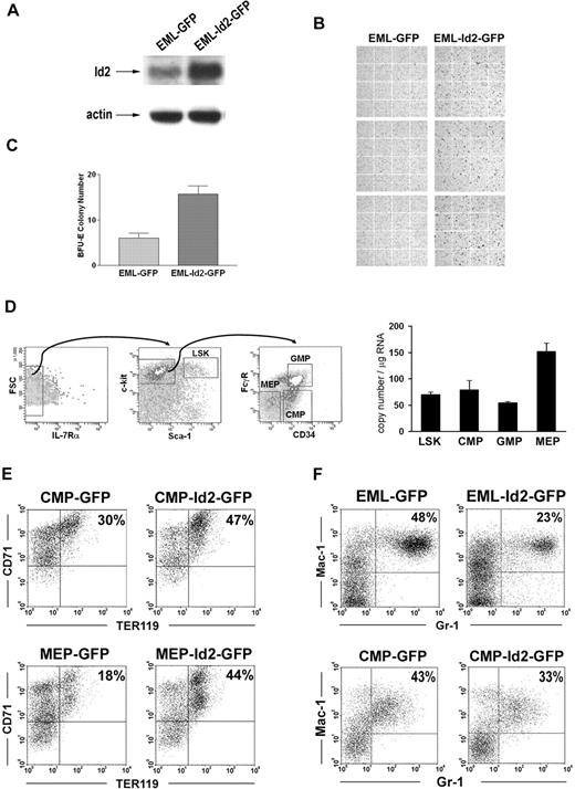 Figure 5. Id2 promotes erythropoiesis of erythromyeloid progenitors. (A) Id2 expression levels in EML-GFP and EML-Id2-GFP were determined by Western blot analysis. (B) EML-GFP or EML-Id2-GFP were induced for erythroid development in IMDM containing 10% FBS, 1 × 10−5 M 2-ME, 100 ng/mL mSCF, and 5 U/mL hEPO for 5 days. Erythrocytes were identified by Benzidine staining. (C) EML-GFP or EML-Id2-GFP were seeded at a density of 1 × 104 cells/mL in IMDM with 2.75% methylcellulose, 1 × 10−5 M 2-ME, 30% FBS, 100 ng/mL mSCF, 30 ng/mL mIL-3, and 5 U/mL hEPO. BFU-Es were determined after 10 days. (D) LSKs, CMPs, GMPs, and MEPs were purified from mouse BM according to their surface phenotypes, by multicolor-based sorting techniques. Total RNA was purified from LSKs, CMPs, GMPs, and MEPs, and converted to cDNA. Id2 expression levels in these purified progenitors were determined by real-time PCR. (E) MEP-GFP, MEP-Id2-GFP, CMP-GFP, or CMP-Id2-GFP were induced for erythroid development in IMDM containing 10% FBS, mSCF (100 ng/mL), hTPO (100 ng/mL), and hEPO (40 U/mL) for 4 days, and analyzed for TER119 expression by FACS analysis. (F) EML-GFP and EML-Id2-GFP were induced for myeloid development in IMDM containing 20% HS, mSCF (100 ng/mL), atRA (10 μM), and mIL-3 (30 ng/mL) for 5 days, followed by atRA (10 μM) and mGM-CSF (20 ng/mL) for 5 days, and analyzed for Gr-1 and Mac-1 expression by FACS analysis. CMP-GFP or CMP-Id2-GFP were induced for myeloid development in IMDM containing 10% FBS, mSCF (100 ng/mL), mIL-3 (30 ng/mL), and mGM-CSF (20 ng/mL) for 4 days, and analyzed for Gr-1 and Mac-1 expression by FACS analysis.