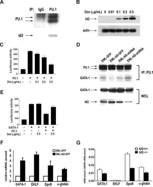Figure 6. Id2 interacts with PU.1 and modulates PU.1 and GATA-1 activity. (A) Immunoprecipitation was performed using EML cell lysate with anti-PU.1 antibody and IgG. Id2 presence in the immunocomplex was examined by Western blot analysis. (B) Id2 expression was induced in dose-dependent manner by doxycycline in inducible U2OS-Id2 cells. (C) PU.1-pECE, M-CSFR-Luc, and phRL4.7 were cotransfected into U2OS-Id2 cells. At 24 hours after transfection, Id2 expression was induced by addition of doxycycline. Luciferase activity was examined and normalized to renilla activity. (D) Immunoprecipitation was performed in EML-GFP, EML-Id2-GFP, EML-NS-shRNA, and EML-Id2-shRNA with anti-PU.1 antibody. GATA-1 presence in the immunocomplex was examined by Western blot analysis (top panel). GATA-1 and Id2 levels in EML-GFP, EML-Id2-GFP, EML-NS-shRNA, and EML-Id2-shRNA whole-cell lysates were determined by Western blot analysis (bottom panel). (E) pcDNA-GATA-1, PU.1-pECE, p4.2-Luc, and phRL4.7 were cotransfected into U2OS-Id2 cells. At 24 hours after transfection, Id2 expression was induced by addition of doxycycline. Luciferase activity was examined and normalized to renilla activity. (F) Total RNA was purified from EML-GFP or EML-Id2-GFP, and converted to cDNA. GATA-1, ELKF, EpoR, and alpha-globin expression levels were determined by real-time PCR. (G) Ter119+CD71+ primary erythroblasts were purified from Id2+/+ and Id2−/− mice by multicolor-based sorting techniques. Total RNA was purified from sorted cells and converted to cDNA. GATA-1, ELKF, EpoR, and alpha-globin expression levels were determined by real-time PCR.