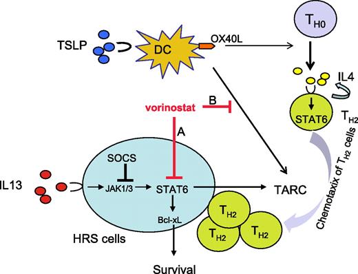 Figure 7. A model for vorinostat activity in HL. HL is characterized by the presence of abundant numbers of dendritic cells (DCs) and Th2-type CD4 cells in the microenvironment. HRS cells aberrantly express activated STAT6 by an autocrine IL-13 loop. Both DC and HRS cells secrete TARC that attracts TH2 type cells. In this model, vorinostat has a dual effect on HL. (A) A direct effect on HRS cells by modulating a variety of growth and survival proteins, including p21 and Akt, in addition to inhibiting STAT6 transcription. Inhibition of STAT6 decreases Bcl-xL protein levels causing apoptosis, and decreases TARC secretion causing inhibition of Th2-type CD4+ cell chemotaxis. (B) An indirect effect on DCs in the microenvironment. Thymic stromal lymphopoietin (TSLP) activates myeloid DCs (mDCs) to express OX40 ligand (OX40L) and to secrete TARC, favoring polarization and attraction of TH2-type CD4+ cells. Vorinostat inhibits TRAC secretion by DCs, thus modulating the function and component of the reactive cells in HL microenvironment.