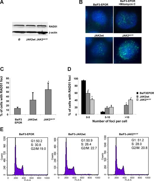 Figure 2. JAK2 promotes RAD51 focus formation in Ba/F3 cell lines. (A) Ba/F3-EPOR cells were infected with the empty retroviral vector or viruses encoding JAK2wt or JAK2V617F, and RAD51 protein levels were analyzed by Western blotting using an anti-RAD51 antibody. (B) Cells with RAD51 foci (green) after immunostaining in spontaneous condition. Alternatively, Ba/F3-EPOR cells were treated for 3 hours with MMC as a positive control. (C,D) The percentages of cells with RAD51 foci (C) or the number of RAD51 foci per cell (D) were calculated after immunostaining with RAD51 antibody. A total of 200 cells were counted in 3 independent experiments; the percentages are the means plus or minus SD (n = 3). *Statistical significance (P < .05) using Student t test. (E) Cell-cycle distributions of Ba/F3-EPOR, Ba/F3-JAK2wt, and Ba/F3-JAK2V617F cells in culture conditions containing EPO were analyzed by cytometry analysis after propidium iodide staining. Percentages of cells in each phase are indicated.