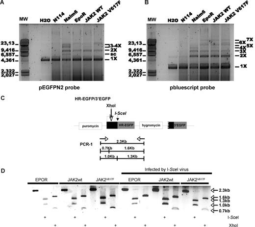Figure 3. NHEJ efficiency and fidelity in Ba/F3 cell lines. WCE from a DNA Ligase IV-deficient cell line (N114) and parental lymphoid cell line (Nalm6) and Ba/F3-EPOR cells were incubated with the linearized plasmids pEGFPN2 (A) or pBluescript (B) for in vitro analysis of DNA end-ligation activities. The reaction products were run on agarose gel and stained with SYBR-Green. Multimerized DNA molecules (nX) were formed. Linearized plasmid can also be found in supercoiled state (sc). (C) Scheme of PCR products and the expected sizes of these fragments after restriction enzyme cleavage for the analysis of error-prone NHEJ. (D) Ba/F3-HR2 cells were infected or not with I-SceI virus, incubated for 96 hours for DSB repair to take place, EGFP+ cells were excluded by FACSsort, genomic DNA isolated, and PCR analysis performed. A representative gel shows the PCR fragments with and without I-SceI and XhoI digestion for the 3 Ba/F3 cell lines.