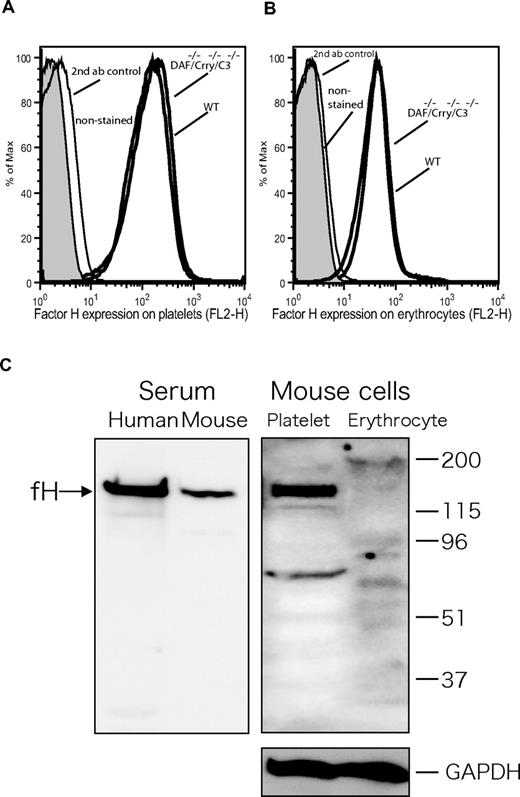 Figure 7. Factor H is constitutively present on mouse platelets but not erythrocytes. Although FACS analysis detected reactivity to anti–human factor H antibodies on the mouse platelets (A) and erythrocytes (B), Western blot analysis confirmed fH association with platelets but not with erythrocytes (C right). Factor H in human and mouse sera were used as a positive control for antibody reactivity (C left), and GAPDH signal was used as a loading control for platelet and erythrocyte proteins. The positions of molecular weight markers (in kilodaltons) were indicated on the right side of panel C.