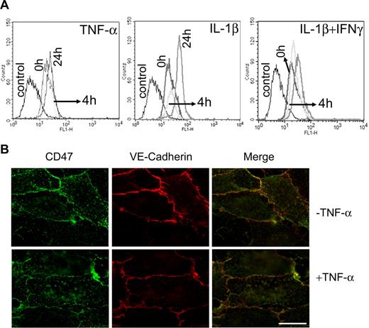 Figure 1. Cell-surface expression and localization of CD47 in HUVECs. (A) HUVECs were treated with medium or medium containing TNF-α (left), IL-1β (middle), or IL-1β and IFN-γ (right) for 4 hours and 24 hours, and CD47 expression was detected by flow cytometry using anti-CD47 (B6H12) mAb and PE-labeled anti–mouse secondary mAb. An isotype-matched mAb was used as a negative control. (B) Untreated (top) and TNF-α treated (bottom) nonpermeabilized HUVECs were fixed with 2% paraformaldehyde and stained with anti-CD47 (B6H12; left; 10 μg/mL) or anti–VE-cadherin (Hec 1; right) mAb as described in “Immunofluorescence microscopy.” Bars, 40 μm.