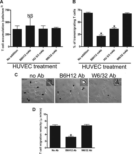 Figure 2. Endothelial cell CD47 mediates TEM of T cells. (A) HUVEC monolayers stimulated with TNF-α for 4 hours were preincubated with function blocking mAb to CD47 (B6H12), ICAM-1 (HU5/3), or a nonblocking control mAb to MHC class I (W6/32) at 37°C for 30 minutes (30 μg/mL each). Before perfusion of T cells, TNF-α–stimulated HUVECs were treated with SDF-1α at 37°C for 15 minutes. The total number of accumulated T cells was determined as detailed in “Methods.” NS indicates P > .05. (B) TNF-α–stimulated HUVEC monolayers were preincubated with a CD47 (B6H12), ICAM-1 (HU5/3) mAb, medium alone (no additions), or MHC-class I mAb at 37°C for 30 minutes. The percentage of T cells that transmigrated after 10 minutes was determined by live cell imaging as described earlier.22 Data are means (± SEM) of 4 separate experiments; * indicates statistically significant difference (P = .001). (C) DIC images of live cells in the TEM assay after 10 minutes were produced as described in “T-cell locomotion and transmigration assay under flow.” The polarity of T cells on untreated (no Ab; left, ), B6H12 (middle, ▶), and control W6/32 (right) mAbs are shown. Arrows show migrated CD3+ cells in medium-treated monolayers. In contrast, T cells (▶) on B6H12-treated monolayers exhibit a rounded-up morphology and defects in migratory behavior. (Inset) A higher magnification of a single T cell during TEM is shown in the right upper corner of each DIC image to better show the differences in morphology in the presence or absence of a blocking CD47 antibody. (D) The migration velocity of T cells perfused on a HUVEC monolayer treated with B6H12 or W6/32 mAb or left untreated was determined using Image J software. *P = .01 versus W6/32 mAb.