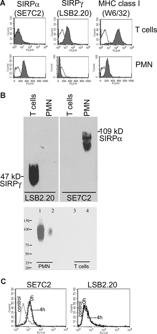 Figure 3. SIRPγ and SIRPα expression in T cells. (A) FACS analysis of resting human CD3+ T cells and PMNs stained with anti-SIRPα, anti-SIRPγ, or anti-MHC class I mAbs (solid histograms). The black solid lines represent a nonbinding isotype control mAb. (B) Equal amounts of total protein from lysates of resting PMNs and T cells were separated by SDS-PAGE under reducing conditions and analyzed by Western blotting for SIRPα expression (top). The membrane was stripped and reprobed with a SIRPγ mAb. The positions of SIRPα and SIRPγ proteins are marked. In addition, PMNs or T-cell lysates were loaded under reducing (lanes 1 and 3 from left) or nonreducing conditions (lanes 2 and 4 from left), electrophoresed, transferred to nitrocellulose membranes, and probed with a rabbit polyclonal Ab, which specifically recognizes the cytoplasmic tail of SIRPα (bottom). (C) FACS analysis of resting (black solid line) and 4 hours of TNF-α (black dotted line) treated HUVECs stained with anti-SIRPα (SE7C2; left), anti-SIRPγ (LSB2.20; right), or an isotype IgG control mAb (gray solid lines). These data are representative of 3 different preparations of cells.