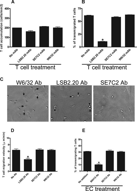 Figure 5. SIRPγ mediates TEM of HUVECs under flow. (A) HUVEC monolayers were prepared as described in Figure 2. Isolated CD3+ T cells were preincubated with SIRPα (SE7C2), SIRPγ (LSB2.20), or a nonblocking mAb to MHC class I and then cells were drawn across TNF-α–stimulated endothelium. The total number of accumulated T cells was determined 10 minutes after perfusion as described in “Methods.” Data are means (± SEM) of 4 separate experiments. (B) T cells were treated with listed mAb (30 μg/mL; SIRPα, SE7C2; SIRPγ, LSB2.20; nonblocking control mAb MHC class I, W6/32) and then were drawn across TNF-α–stimulated endothelium for 10 minutes. The percentage of T cells that transmigrated the endothelium after 10 minutes was determined as detailed in “Methods.” Data are means ± SEM, n = 4 separate experiments; *P = .001. (C) DIC images of live cells in the TEM assay after 10 minutes were prepared as described in “T-cell locomotion and transmigration under flow.” The polarity of T cells on control (W6/32), SIRPγ (LSB2.20), and SIPRα (SEC7C2) mAbs are shown. show normal, migrated CD3+ cells in W6/32-treated monolayers. In contrast, T cells (▶) on SIRPγ-treated T cells exhibit a rounded-up morphology and defects in migratory behavior and show reduced transmigration. (D) The apical migration velocities of T cells on HUVEC monolayers treated with SIRPα (SE7C2), SIRPγ (LSB2.20), or nonblocking control mAb MHC class I mAbs was determined by the Image J software. *P = .01. (E) TNF-α–stimulated HUVEC monolayers were preincubated for 30 minutes with anti-CD47 (B6H12) or SIRPα (SE7C2) mAbs. Medium alone (no additions) or MHC-class I (W6/32) mAb served as controls. The percentage of T cells that transmigrated after 10 minutes was determined as described in “Methods.” Data are means (± SEM) of 4 separate experiments; *P = .001.