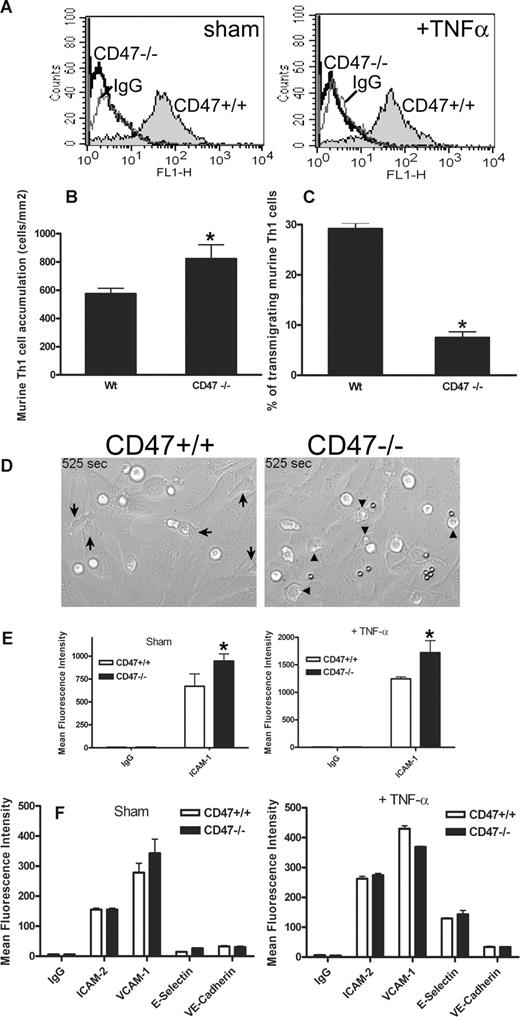 Figure 6. CD47−/− MHECs have impaired T-cell transmigration. (A) Expression of mouse CD47 in WT and CD47−/− MHECs before (left) or after TNF-α (right). The gray solid lines represent a nonbinding isotype control mAb. (B) Isolated mouse Th1 cells prepared from naive WT mice (2 × 106 cells/200 μL) were added as a bolus, and the total number of accumulated T cells was determined 10 minutes after perfusion as detailed in “Methods.” Data are means (± SEM) of 4 separate experiments; *indicates statistical significant difference (P < .001). (C) Mouse WT Th1 cell transmigration of MHECs from WT or CD47−/− mice was performed as described in “Methods.” Data are means (± SEM) of 4 separate experiments; * indicates statistical significant difference (P = .001) were prepared as described in “T-cell locomotion and transmigration under flow.” (D) DIC images from live cell imaging of T-cell TEM were prepared as described in “T-cell locomotion and transmigration under flow.” The images show differences in the morphology of T cells on WT (left) versus CD47−/− MHEC monolayers. identify migrated CD3+ cells (left), and ▶ show CD3+ cells with a rounded-up morphology and impaired apical migration on TNF-α stimulated CD47−/− MHEC (right). (E,F) WT and CD47−/− MHECs were stained for listed adhesion molecules in the presence (right) or absence (left) of TNF-α and analyzed by flow cytometry. Expression levels were shown in histograms and quantitated as mean fluorescence intensity. Data are means (± SD), n = 3 independent MHEC preparations; indicates statistical significant difference (P = .001).