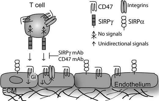 Figure 7. Schematic summary of the endothelial CD47 association with SIRPγ in T cells. SIRPγ is selectively expressed and localized on the surface of CD3+ T cells and binds to endothelial CD47 in trans. Because SIRPγ contains a short cytoplasmic tail and is believed not to signal to the T cells, we propose a model in which CD47 engagement by SIRPγ promotes CD47-induced signaling pathways in endothelial cells (unidirectional). These signals could facilitate TEM by Gi-coupled signaling and/or through association with integrins in cis that may occur in endothelial cells. For example, CD47 ligation by SIRPγ could induce actin cytoskeleton remodeling and disassembly of the adherent junctions in endothelial cells, processes that are required for a successful T-cell transendothelial migration.36,37 Disruption of the CD47-SIRYγ complex by CD47- and SIRPγ-specific blocking monoclonal antibodies strongly reduced T-cell transmigration under flow conditions in vitro.