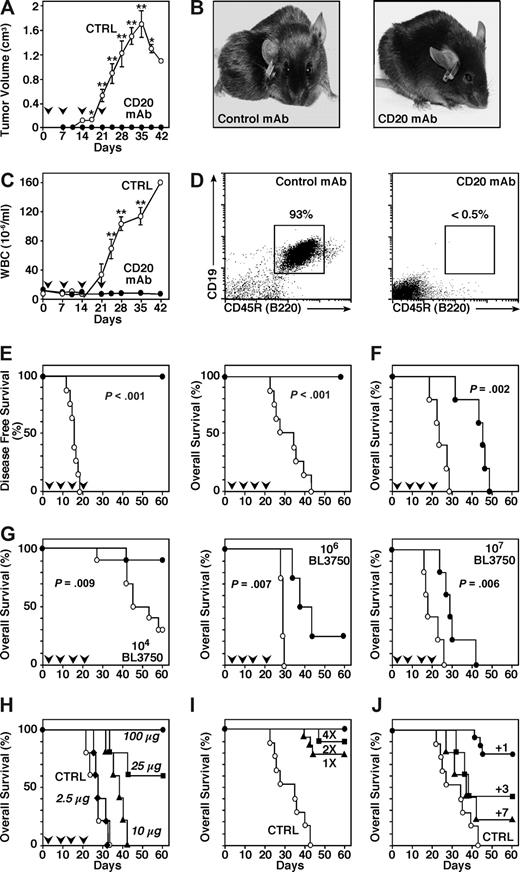 Figure 2. CD20 mAb treatment eliminates BL3750 tumors in vivo. (A-E) Mice were given 105 BL3750 cells subcutaneously on day 0 with CD20 (•, n = 6) or control (○, n = 8) mAb (250 μg/mouse) given intravenously on days 1, 7, 14, and 21 (downward ). (A) Tumor volumes (± SEM) for CD20 or control mAb-treated mice. (B) Representative control mAb-treated mice exhibited tumors on their backs 5 weeks after BL3750 cell transfer, whereas tumors were not detectable in CD20 mAb-treated mice. (C) Circulating white blood cell numbers (± SEM) for CD20 or control mAb-treated mice. (A,C) Significant differences between sample means are indicated (*P < .05; **P < .001). (D) Circulating CD19+B220+ cells in representative mice 5 weeks after transfer of BL3750 tumor cells and CD20 or control mAb treatment. The percentages indicate relative frequencies of cells within the indicated gates. (E) Mouse tumor-free and overall survival rates following BL3750 cell transfers. (F) Mice were given 105 BL3750 cells intravenously on day 0 with CD20 (•, n = 5) or control (○, n = 5) mAb (250 μg/mouse) given intravenously on days 1, 7, 14, and 21 (downward ). (G-J) Mouse survival following transfer of BL3750 cells subcutaneously on day 0 with CD20 (•) or control (○) mAb treatments as indicated (downward ). (G) Mouse survival following transfer of 104 (n = 10 mice/group), 106 (n = 4/group), or 107 (n = 5/group) BL3750 cells on day 0, with CD20 or control mAb (250 μg/mouse) given at days 1, 7, 14, and 21. (H) Mouse survival following transfer of 105 BL3750 cells with CD20 (2.5 μg/mouse, ♦; 10 μg, ▴; 25 μg, ■; or 100 μg, •) or control mAb (250 μg, ○) given on days 1, 7, 14, and 21 (n = 4-5/group). (I) Mouse survival (n = 6-8/group) following transfer of 105 BL3750 cells with CD20 or control mAb (250 μg/mouse) given on day 1 (1×, ▴), on days 1 and 7 (2×, ■), or on days 1, 7, 14, and 21 (4×, •). (J) Mouse survival (n = 5-8/group) following transfer of 105 BL3750 cells with CD20 or control mAb (250 μg/mouse) given on days 1 (+1, •), 3 (+3, ■), or 7 (+7, ▴).