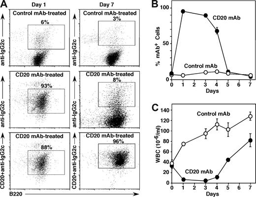 Figure 3. BL3750 tumor cell expansion depletes circulating CD20 mAb in vivo. Mice were given 106 BL3750 cells subcutaneously with CD20 (IgG2c, •, n = 6) or control (IgG2a, ○, n = 8) mAb (250 μg/mouse) given intravenously on day 0 after the mice had demonstrable leukemia. Blood cells were isolated before mAb treatment and on the indicated days after mAb treatment. (A) CD20 mAb binding to circulating tumor cells. Numbers indicate the relative frequencies of gated CD19+ lymphoblast cells with IgG2a/c mAb bound in vivo on days 1 and 7. Blood leukocytes were incubated with either control IgG2c or MB20-11 (IgG2c) CD20 mAb in vitro, washed, stained using fluorochrome-conjugated IgG2c-specific secondary antibody, and analyzed by flow cytometry. (B) Percentages of circulating B lymphoblasts with IgG2a/c mAb bound to their cell surface. Values indicate mean (± SEM) percentages of circulating CD19+ lymphoblast cells staining positive as shown in panel A. (C) Mean white blood cell (WBC) numbers (± SEM) in mice given CD20 or control mAb.