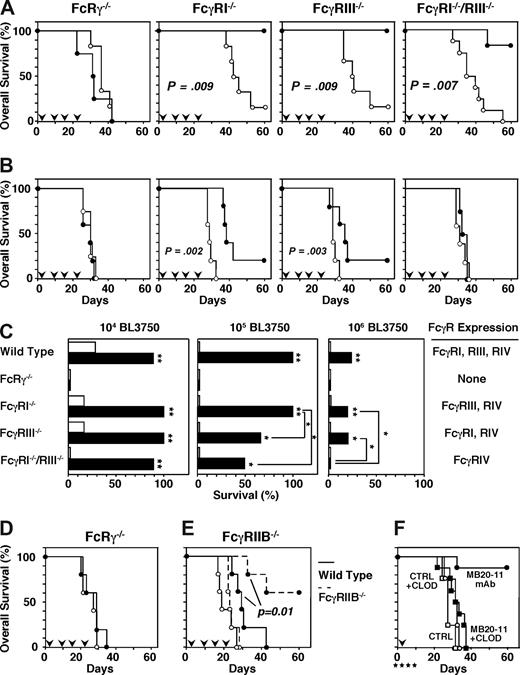 Figure 4. FcγR-bearing macrophages mediate lymphoma depletion by CD20 mAb in vivo. (A-E) Mouse survival following BL3750 cell transfer on day 0 with CD20 or control mAb (250 μg/mouse) given intravenously on days 1, 7, 14, and 21 (downward ). (A) Mouse survival following transfer of 104 BL3750 cells subcutaneously into FcRγ−/− (n = 5/group), FcγRI−/− (n = 4-5/group), FcγRIII−/− (n = 5/group), or FcγRI/RIII−/− (n = 7/group) recipient mice with CD20 (•) or control (○) mAb treatment. (B) Mouse survival following transfer of 106 BL3750 cells subcutaneously into FcRγ−/− (n = 5/group), FcγRI−/− (n = 5/group), FcγRIII−/− (n = 5/group), or FcγRI/RIII−/− (n = 4-5/group) recipient mice with CD20 (•) or control (○) mAb treatment. (C) Mouse survival at day 60 following transfer of 104 (left panel), 105 (middle panel), or 106 (right panel) BL3750 cells into wild-type, FcRγ−/−, FcγRI−/−, FcγRIII−/−, or FcγRI/RIII−/− recipient mice with CD20 (▬) or control (▭) mAb treatment (n = 4-7/group) as in panels A,B. Significant differences in mean survival of mice treated with CD20 or control mAbs as well as survival of CD20 mAb-treated mice are indicated (*P < .05; **P < .001). (D) Mouse survival following transfer of 105 BL3750 cells intravenously into FcRγ−/− mice with CD20 (•) or control (○) mAb treatment (n = 5/group). (E) Mouse survival following transfer of 107 BL3750 cells into wild-type (—, n = 5/group) or FcγRIIB−/− (, n = 5/group) mice with CD20 (•) or control (○) mAb treatment. (F) Mouse survival following transfer of 105 BL3750 tumor cells subcutaneously on day 0 with CD20 (■ and •) or control (□ and ○) mAb (250 μg/mouse) given intraperitoneally on day 1 (downward ). Mice (n = 4-8/group) were given clodronate-encapsulated (■ and □) or PBS-encapsulated (• and ○) liposomes intravenously on days − 1, 2, 5, and 9 (downward ).