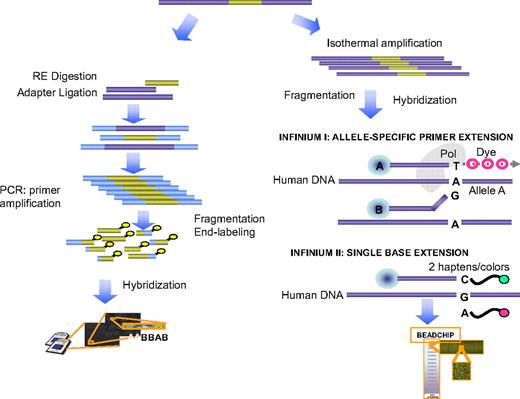 Figure 3. Principles of basic methods of SNP-A and its application for karyotyping. The generalized principle behind the technology used in Affymetrix SNP-A is shown in the left portion of the figure, whereas the bead array platform used by Illumina (San Diego, CA) is depicted in the right with both 1- and 2-color variants used in Infinium I and II arrays (Illumina). Below, the principle of genotyping based on the hybridization pattern for allelic probes is shown. For a detailed description, see “Single-nucleotide polymorphism arrays.”
