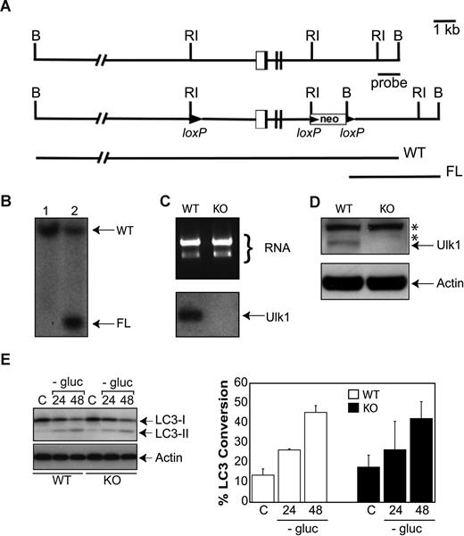 Figure 2. Generation of viable ulk1−/− mice without significant defect in autophagy. (A) The first panel shows the genomic organization of the 5′ end of the ulk1 gene. The second panel depicts the targeting construct that introduces an ulk1 allele where loxP sites flank a 5.6-kb EcoRI fragment containing exons I to III. The third panel shows the expected sizes of the wild-type (WT) and floxed (FL) ulk1 alleles, following digestion of DNA with BamHI after probing with the 1-kb EcoRI-BamHI probe (indicated by the bar). (B) Southern blot analysis of BamHI digested DNA from representative wild-type (WT) and floxed (FL) ulk1 clones probed with the EcoRI-BamHI probe. This probe generates an approximately 19-kb fragment in WT mice, but as a result of cloning into to the loxP vector a BamHI restriction site is introduced that produces a 4.3-kb fragment in clones containing a homologously recombined floxed ulk1 allele. (C) Northern blot analysis of ulk1+/+ (WT) and ulk1−/− (KO) murine embryonic fibroblasts (MEFs). (D) Western blot analysis of ulk1+/+ (WT) and ulk1−/− (KO) MEFs. The asterisk (*) denotes nonspecific bands. (E) Western blot analysis of ulk1+/+ (WT) and ulk1−/− (KO) MEFs cultured in the presence (C) or absence of glucose (−gluc) for 24 or 48 hours. The experiment was performed in triplicate. Error bars represent standard deviation. Percentage LC3 conversion was calculated using the following formula: 100*LC3-I/total LC3.