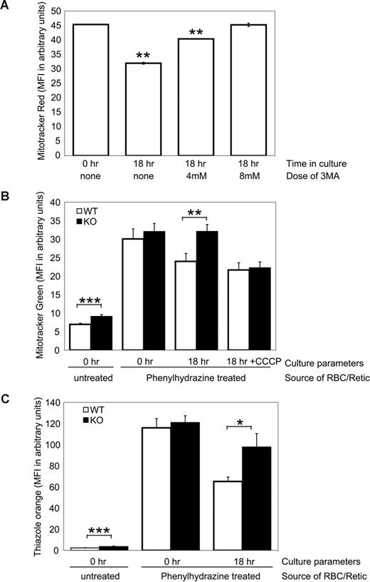 Figure 4. Ulk1 deficiency impairs mitochondrial clearance in reticulocytes. (A) Peripheral blood from wild-type phenylhydrazine-treated mice consisted of greater than 70% CD71+/Retic-Count–positive reticulocytes. The graph shows mean fluorescence intensity (MFI) of Mitotracker Red FM–stained cells at the start of the culture (0 hours) and after 18 hours in culture with or without the indicated doses of the autophagy inhibitor, 3-methyladenine (3-MA). (B) The graph shows mean fluorescence intensity (MFI) of Mitotracker Green–stained red blood cells from untreated (PBS-injected) and phenylhydrazine (PHZ)–treated ulk1+/+ (WT, n = 3 in each group) and ulk1−/− (KO, n = 3 in each group) mice at the start of the culture (0 hours) and PHZ treated after 18 hours in complete media with or without 50 μM CCCP. (C) The graph shows mean fluorescence intensity (MFI) of thiazole orange–stained samples described in panel B. Statistically significant differences between WT and KO populations were identified by Student t test analysis and are noted with asterisks: *P < .05; **P < .01; ***P < .005.