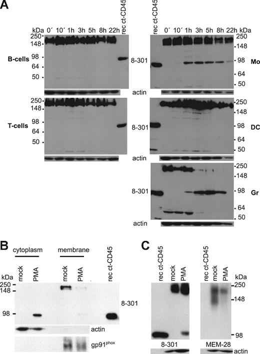 Figure 2. A 95-kDa fragment of CD45 is produced in monocytes and granulocytes. (A) Assessment of potential CD45 cleavage fragments with the intracellular-reactive CD45 mAb 8-301. B cells, T cells, monocytes (Mo), DCs, and granulocytes (Gr) were stimulated for different time periods with PMA, and lysates were analyzed by Western blot. A representative experiment of 3 independently performed is shown. (B) Membrane and cytoplasmic fractions of resting monocytes and of monocytes, stimulated for 3 hours with PMA, were isolated and analyzed in Western blots with mAb 8-301 for localization of the 95-kDa band. Isolation of membranes was controlled with a gp91phox antibody, and isolation of cytoplasm was controlled with an actin antibody. One representative experiment of 2 independent experiments is shown. (C) MEM-28 does not react with the PMA-induced ct-CD45. A recombinant cytoplasmic CD45 protein covering the total intracellular part (lane 1), resting monocytes (lane 2), and monocytes stimulated for 90 minutes with PMA (lane 3) were analyzed in Western blots with mAb 8-301 and MEM-28.