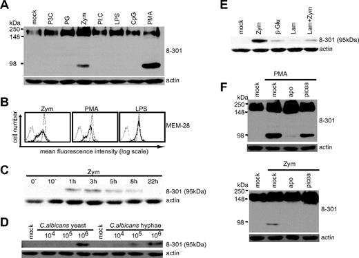 Figure 3. Fungal stimuli induce ct-CD45 in human monocytes. (A) Human monocytes were stimulated with Pam3CSK4 (P3C), peptidoglycan (PG), zymosan (Zym), poly(I:C) (PI:C), LPS, CpG, or PMA for 90 minutes. Lysates were analyzed by Western blot with mAb 8-301. (B) Binding of MEM-28 to resting monocytes (dashed line) or monocytes treated for 90 minutes with PMA, zymosan, or LPS (black lines) were examined by flow cytometry. Isotype-matched control mAb VIAP (dotted line) was used as nonbinding control. (C) Monocytes treated with zymosan were harvested at different time points and analyzed by Western blot with mAb 8-301. (D) Different numbers of C albicans hyphae and yeast were heat-inactivated and cocultured with monocytes. Lysates were analyzed by Western blot with mAb 8-301 for generation of ct-CD45. (E) Stimulation of monocytes with the Dectin-1 ligand β-glucan (β-Glu) leads to ct-CD45 production. Blocking with laminarin (Lam) also inhibited zymosan-induced ct-CD45. (F) The syk inhibitor piceatannol (picea; 50 μmol/L) strongly inhibited ct-CD45 production by zymosan. NADPH-oxidase inhibitor apocynin (apo; 1 mmol/L) blocked ct-CD45 induced by PMA and zymosan. Data represent 3 independently performed experiments.