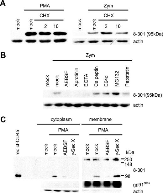 Figure 4. The cytoplasmic tail of CD45 is proteolytically cleaved and released into the cytoplasm. (A) Inhibition of de novo protein synthesis by cycloheximide (2 and 10 μg/mL) did not block production of ct-CD45 upon monocyte stimulation with PMA or zymosan. (B) The activity of protease inhibitors AEBSF, aprotinin, EGTA, calpeptin, E64d, MG-132, and pepstatin on production of ct-CD45 in zymosan-stimulated monocytes was tested in Western blots. (C) Membrane and cytoplasmic fractions of resting monocytes and monocytes stimulated for 90 minutes with PMA were isolated and analyzed in Western blots with mAb 8-301. Presence of the serine protease inhibitor AEBSF inhibited production of membrane-bound ct-CD45. The γ-secretase inhibitor X blocked the release of membrane-bound ct-CD45 into the cytosol. Isolation of membranes was controlled with anti-gp91phox, isolation of cytoplasm with an actin antibody. Data represent at least 2 independently performed experiments.