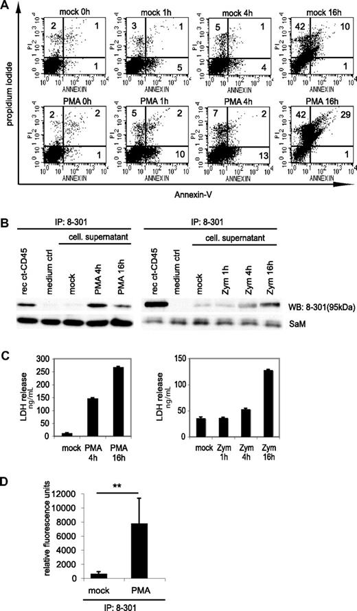 Figure 5. Ct-CD45 molecules are released into the supernatant upon stimulation of phagocytes with zymosan and PMA. (A) Monocytes stimulated with PMA for different time periods were stained with annexin-V and PI. Percentages of positive cells are indicated. (B) ct-CD45 was isolated from cell culture supernatants of monocytes stimulated with PMA or zymosan by immunoprecipitation with mAb 8-301. As a positive control recombinant ct-CD45 diluted in the same amount of RPMI was precipitated, as a negative control precipitation was performed from RPMI (medium ctrl). Isolated ct-CD45 was immunoblotted and detected by mAb 8-301. As a loading control, the light chain of mAb 8-301 used for precipitation, detected with sheep-anti–mouse-HRP, was used. Data represent at least 2 independently performed experiments. (C) Release of ct-CD45 was accompanied by the release of LDH. The experiment shows the LDH values of the supernatants used for immunoprecipitation in (B). (D) The phosphatase activity of released ct-CD45 was assessed by precipitation of ct-CD45 with mAb 8-301 from supernatants of granulocytes (7 × 107 cells) incubated with or without PMA for 4 hours. The figure shows mean values of relative fluorescent units from 4 different donors of 2 different experiments (± SD). A paired Student t test was performed (**P < .05).