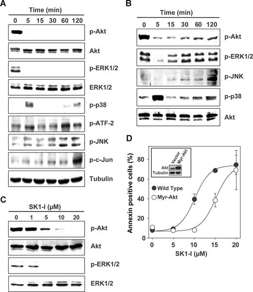 Figure 5. SK1-I alters survival signaling. (A-C) U937 cells were cultured in medium containing 2% serum in the presence of 10 μM SK1-I for the indicated times (A); in medium containing 10% serum in the presence of 20 μM SK1-I for the indicated times (B); or with the indicated concentrations of SK1-I for 5 minutes (C). Equal amounts of lysate proteins were resolved by SDS-PAGE and analyzed by Western blotting with antibodies against pAkt, Akt, p-ERK1/2, ERK1/2, p-p38, p-ATF-2, p-JNK, and p-cJun. Blots were stripped and reprobed with antitubulin (A), anti-Akt (B), or anti-ERK1/2 (C) to demonstrate equal loading. (D) Enforced expression of myristoylated Akt protects cells from SK1-I–mediated lethality. U937 cells stably expressing empty vector or constitutively active Akt (myristoylated Akt) were treated with the indicated concentrations of SK1-I for 24 hours. Cells were stained with annexin V/PI and apoptosis was determined by flow cytometry. (Inset) Immunoblot of lysate proteins from duplicate cultures with anti-Akt and antitubulin antibodies.
