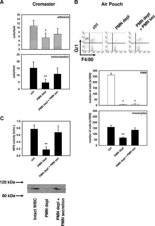 Figure 1. PMN secretion products mediate monocyte recruitment. (A) Number of adherent and extravasated fluorescent cells in the musculus cremaster quantified 12 hours after intrascrotal application of PAF (10−6 M) in CX3CR1eGFP/+ mice with intact WBC (ctrl), in neutropenic mice (PMN depl), and in neutropenic mice receiving intrascrotal injection of PMN secretion (PMN depl + PMN-sec). (B) Representative FACS plots showing Gr1 versus F4/80 staining and number of PMN and monocytes in the subcutaneous air pouch of C57BL/6 mice 12 hours after injection of PAF (10−6 M) in mice with intact WBC (ctrl), in neutropenic mice (PMN depl), and in neutropenic mice where PMN secretion was injected into the pouch (PMN depl + PMN-sec). (C) Analysis of MPO activity (top) and detection of MMP-9 (bottom) in the air pouch lavage fluid of C57BL/6 mice (ctrl), neutropenic mice (PMN depl), and neutropenic mice injected with PMN secretion (PMN depl + PMN-sec). Data are expressed as means (± SD), n = 4-6 for each bar. * indicates significant difference compared with ctrl; ** indicates significant difference compared both to ctrl and PMN depl + PMN-sec.