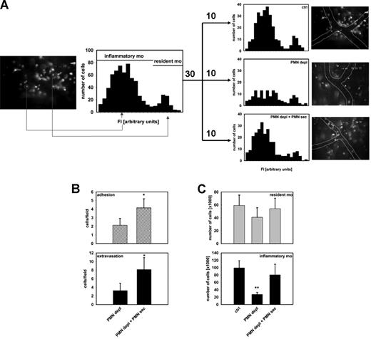Figure 2. PMN secretion specifically mobilizes inflammatory monocytes. (A) Fluorescence intensity of extravasated monocytes in the musculus cremaster of CX3CR1eGFP/+ mice after intrascrotal injection of PAF (10−6 M). High-fluorescent cells represent the resident monocytes, whereas low-fluorescent cells constitute the inflammatory monocytes. Analyses were made in mice with intact WBC count (top right), in neutropenic mice (middle right), and in neutropenic mice treated intrascrotally with PMN secretion (bottom right). Data are based on analyses in 10 cremaster muscles in each group. Representative images are shown to the right of each histogram. (B) Adhesion and extravasation of inflammatory monocytes in the musculus cremaster 12 hours after intrascrotal injection of PAF (10−6 M). Analyses were made in neutropenic C57BL/6 mice with or without local treatment with PMN secretion. Ingestion of fluorescent latex beads allowed visualization of the inflammatory monocyte subset. * indicates significant difference compared with PMN depl. (C) Recruitment of resident and inflammatory monocytes in the air pouch of C57BL/6 mice 12 hours after stimulation with PAF (10−6 M). The monocytes were differentiated by FACS based on their Gr1 expression. Analyses were made in mice with intact WBC count (ctrl), neutropenic mice (PMN depl), and neutropenic mice treated with PMN secretion (PMN depl + PMN-sec). ** indicates significant difference compared with both ctrl and PMN depl + PMN-sec.