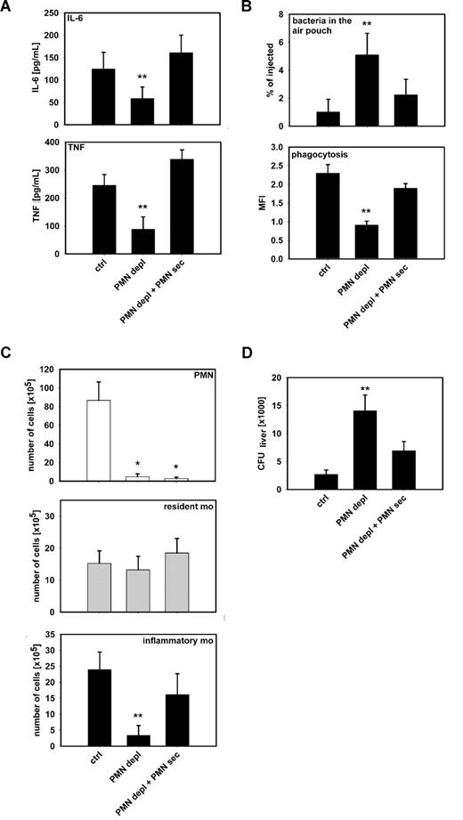 Figure 5. PMN secretion stimulates cytokine release and bacterial phagocytosis by monocytes. (A) Concentrations of IL-6 (top) and TNF (bottom) in air pouch fluid of mice with intact WBC count (ctrl), neutropenic mice (PMN depl), and neutropenic mice treated with PMN secretion (PMN depl + PMN-sec). (B) Leukocyte recruitment in the air pouch was induced by PAF and fluorescent IgG-opsonized S aureus bacteria were injected 1 hour before the cells were harvested. Upper panel shows the number of bacteria retrieved from the air pouch fluid expressed in percentage of total amount of injected bacteria. Bottom panel shows fluorescence intensity of monocytes as a measure of bacterial phagocytosis. (C) Recruitment of PMN (top, Gr1+, F4/80−), resident monocytes (middle, Gr1−, F4/80+), and inflammatory monocytes (bottom, Gr1+, F4/80+) in the air pouch after injection of L monocytogenes (106). (D) Dissemination of L monocytogenes 24 hours after inoculation into the air pouch. Data show colony-forming units (CFU) in liver homogenates from mice with intact WBC, neutropenic mice, and neutropenic mice treated with PMN secretion. Data are expressed as means (± SD); n = 4-6 for each bar. * indicates significant difference compared with ctrl; ** indicates significant difference compared with both ctrl and PMN depl + PMN-sec.