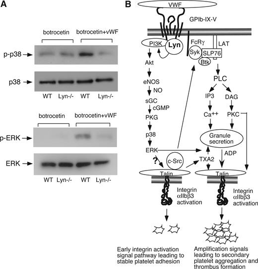 Figure 7. The role of Lyn in VWF-induced activation of MAPK and a schematic of Lyn-dependent GPIb-IX signaling pathway leading to platelet adhesion and aggregation. (A) Wild-type or Lyn−/− platelets were stimulated with botrocetin (1.2 μg/mL) in the absence or presence of 10 μg/mL of VWF for 8 minutes in a platelet aggregometer. Platelets were solubilized and immunoblotted with anti-phospho-p38 (Thr180/Tyr182) antibody (p-p38) or anti-p38 polyclonal antibody to indicate loading levels (p38; top panels), and anti–phospho-Erk1/2 (Thr202/Tyr204) antibody (p-ERK) or corresponding anti-Erk2 antibody to indicate loading levels (ERK; bottom panels). (B) VWF binding to GPIb–IX activates Lyn, which stimulates the PI3K-Akt-NO-cGMP-PKG-MAPK–dependent early GPIb-IX signaling pathway leading to integrin activation and stable platelet adhesion to VWF under shear stress. This signaling pathway together with integrin outside-in signaling causes TXA2 synthesis and granule secretion of agonists, such as ADP, leading to amplification of integrin activation, increased stable platelet adhesion, and platelet aggregation.