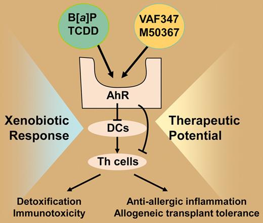 Convergence of xenobiotic immunoresponse and therapeutic anti-inflammatory activity on the AhR. DCs and Th cells are shown as critical target cells in AhR action.