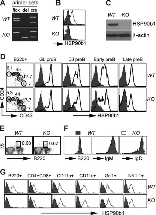 Figure 1. Generation of B cell–specific HSP90b1-deficient mice. (A) Genotype confirmation of KO and WT mice by PCR using allele-specific primers (flox indicates HSP90b1 gene floxed; del, HSP90b1 allele deleted; and cre, presence of cre gene). (B) Quantification of HSP90b1 in WT and KO splenic CD19+ cells by intracellular staining (open histogram indicates HSP90b1; shaded histogram, isotype control). (C) Immunoblot analysis of HSP90b1 using a HSP90b1 mAb in purified CD19+ splenocytes. (D) Quantification of HSP90b1 in different subset of B cells by intracellular staining (open histogram). (E) Comparative flow cytometric analysis of bone marrow cells for cell surface expression of B220 and λ5. Numbers on plots in panels D and E are the percentages of total cells in gate. (F) Phenotypic analysis of B220+ splenic B cells from KO and WT mice. Multiple experiments were conducted with similar findings. (G) Intracellular staining of HSP90b1 in WT and KO splenocytes. Various lineages were analyzed separately after gating with the indicated lineage-specific markers (open histogram indicates HSP90b1; shaded histogram, isotype control.