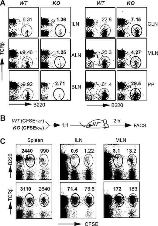 Figure 2. Defective migration of HSP90b1 KO B cells to lymph nodes. (A) Phenotypic analysis of B- and T-cell distribution in LNs of WT and KO mice. Numbers indicate the percentage of gated cells over the total. (B) Schematic diagram of the in vivo migration experiment. (C) Phenotypic analysis of adoptively transferred B and T cells of WT (CFSEhigh) and KO (CFSElow) mice in WT recipient mice 2 hours after transfer. Numbers (× 103) represent the events of gated cells over the total number of live cells in each organ, including spleen (5 × 107), ILN (3 × 106), and MLN (7.5 × 106).