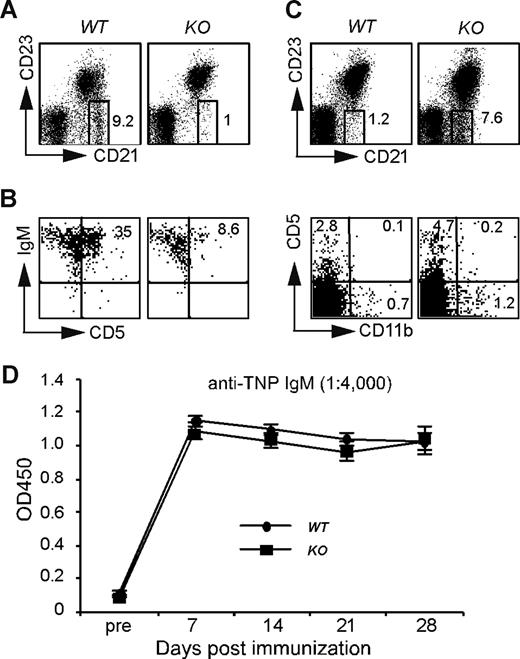 Figure 4. HSP90b1 ablation leads to defective compartmentalization but uncompromised function of innate-like B cells. (A-C) Flow cytometric analysis of marginal zone B cells and B1 cells. Representative fluorescence-activated cell sorting (FACS) plots of WT and KO splenic marginal zone B cells (A), peritoneal B1 cells (B), and blood B220+CD21+CD23− and B220+CD5+CD11b− cells (C). Numbers on plots are percentages of gated populations. (D) Production of T cell–independent Ab by B cell–specific HSP90b1 KO mice. Anti-TNP IgM was measured before and after immunization with TNP-Ficoll (n = 6 in each group). Error bars represent SD.