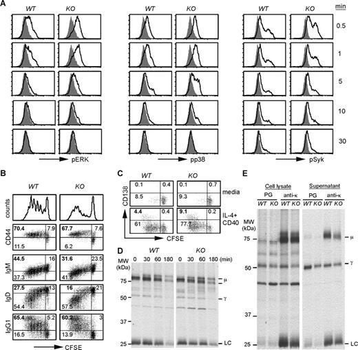 Figure 5. Robust activation, Ab production, and plasma cell differentiation of HSP90b1 KO B cells in vitro. (A) BCR ligation triggers similar level of phosphorylation of downstream signaling molecules in WT and KO B cells. Splenic B cells from WT and KO mice were stimulated with anti-μ F(ab′)2 for 0 to 30 minutes, followed by intracellular staining and flow cytometric analysis of phosphorylation of Erk, p38, and Syk in B220+ populations. Shaded histograms represent unstimulated cells (time 0); open histograms indicate results after stimulation. (B) Purified WT and HSP90b1 KO B cells were labeled with CFSE, stimulated with CD40 Ab and IL-4 for 5 days, and analyzed by flow cytometry for cell surface CD44 and various Ig subclasses. Undivided (CFSEhigh) cells were indicated. Numbers represent the percentage of cells in each quadrant over the total number of cells. (C) Same as in panel B, except that cells were stimulated with media or IL-4 and CD40 for 4 days before analysis for plasma cell marker CD138. (D) Splenic CD19+ B cells were stimulated with IL-4 and agonistic CD40 Ab for 3 days, then metabolically labeled with 35S-Met/Cys for 30 minutes, and then chased with a saturated amount of unlabeled Met/Cys for 30 to 180 minutes. Ig was isolated by immunoprecipitation (IP) with Ab against κ chain, resolved on reducing SDS-PAGE, and visualized by autoradiography. (E) Same as in panel D, except that cells were metabolically labeled with 35S-Met/Cys for 4 hours followed immediately by IP with protein G (PG) or anti-κ Ab plus PG from both cell lysates and supernatant.