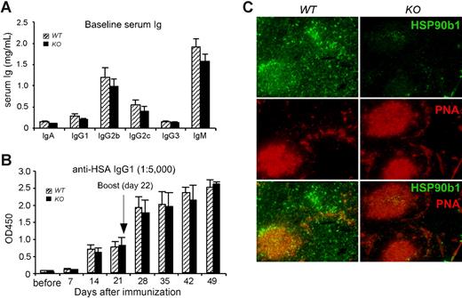 Figure 6. Efficient Ab production by B cell–specific HSP90b1 KO mice in vivo. (A) Baseline Ig level in the sera of 8- to 12-week-old WT and KO mice (n = 12 per group). P > .05 between WT and KO mice with all isotypes. (B) Mice were immunized with HSA plus alum and bled weekly for 3 times. Mice were then rechallenged with HSA and were bled weekly for 4 additional time points. Serum anti-HSA IgG1 was then quantified by ELISA (n = 4-6 mice per group). P > .05 at all time points. Error bars represent SEM. (C) Mice were killed 1 week after secondary immunization with HSA and alum; 5-μm-thick sections of spleens were stained with PNA (red) and HSP90b1 (green), and analyzed by fluorescence microscopy (200× magnification). Representative images were shown.